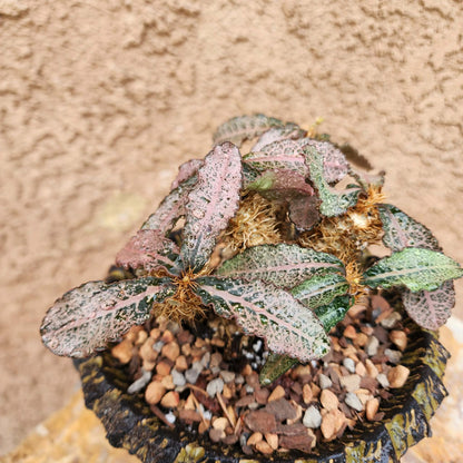 Euphorbia francoisii v. Leandri
