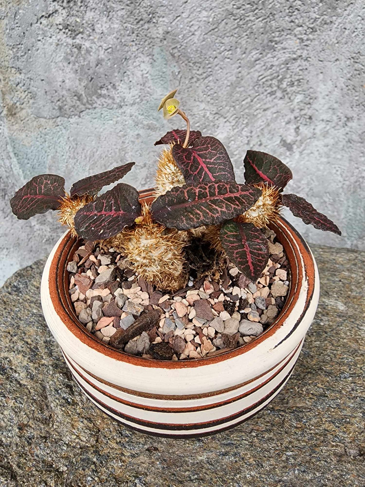 Euphorbia francoisii v. Leandri