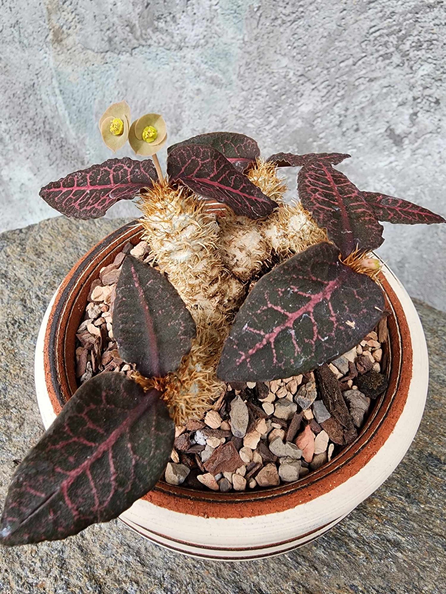 Euphorbia francoisii v. Leandri