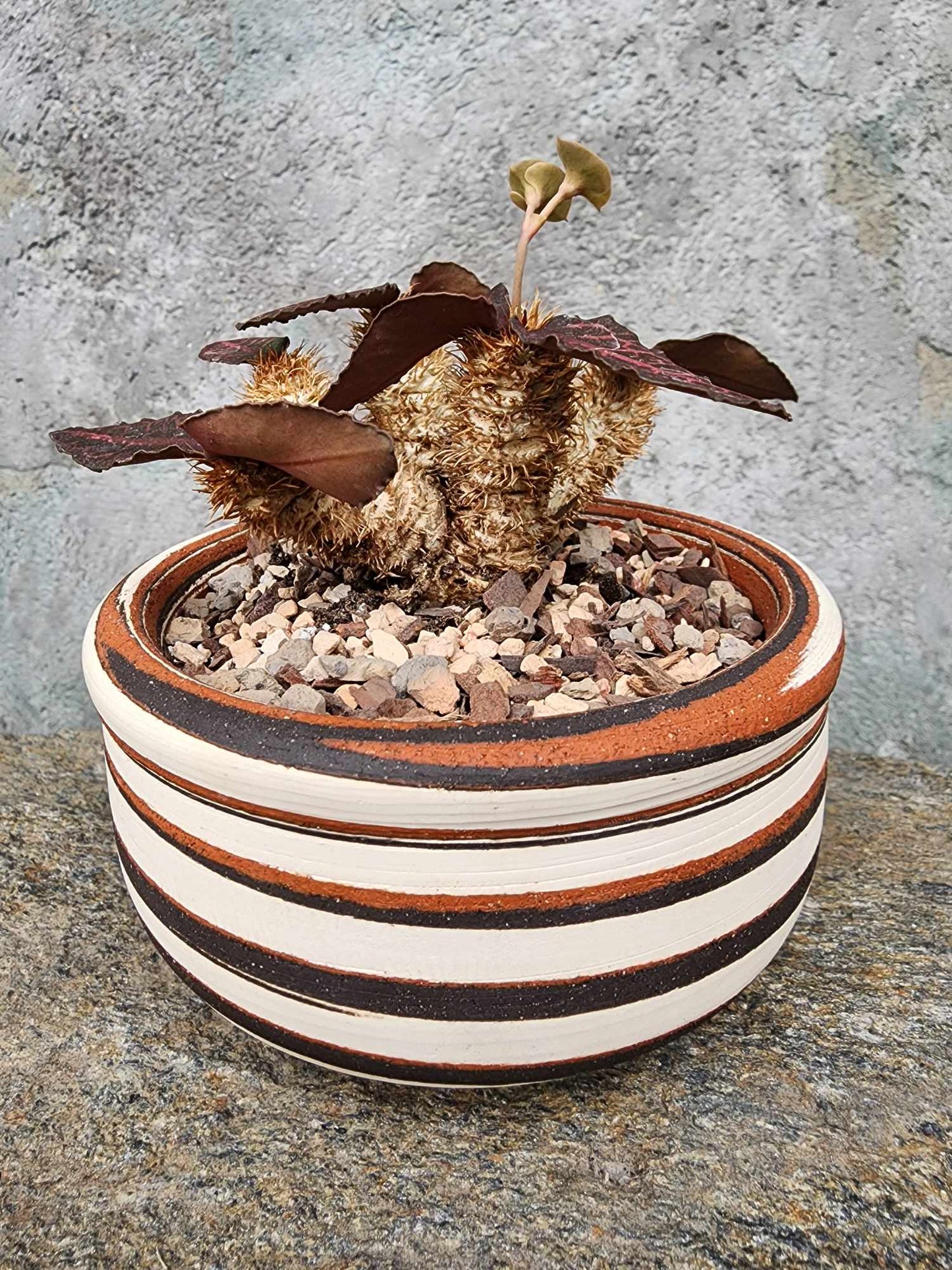 Euphorbia francoisii v. Leandri