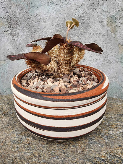 Euphorbia francoisii v. Leandri