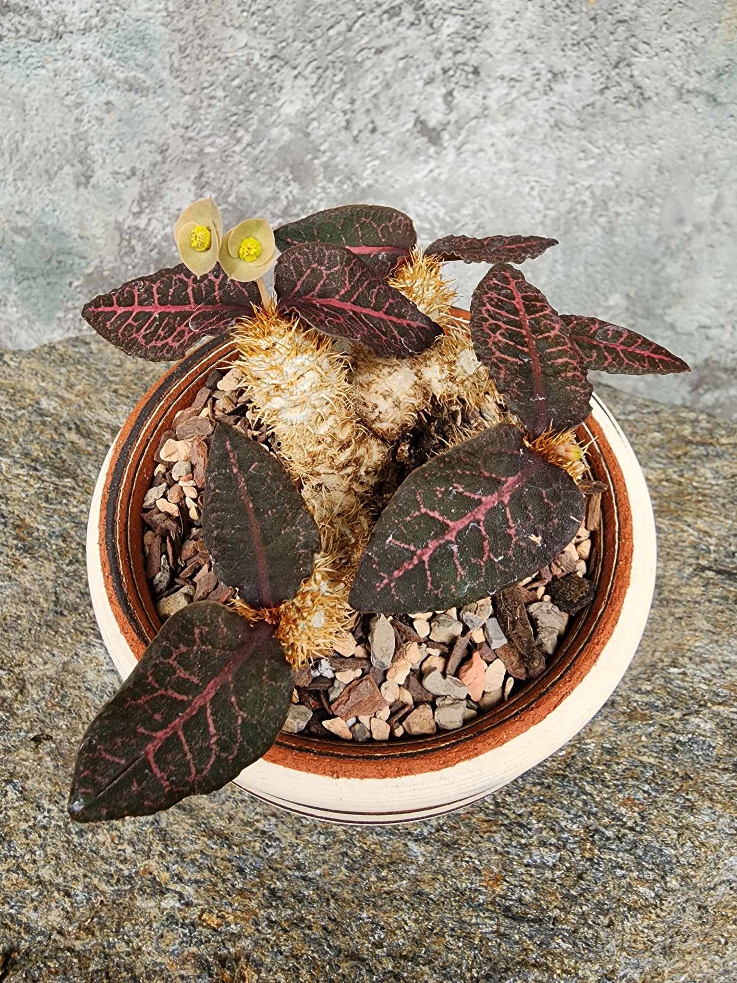 Euphorbia francoisii v. Leandri