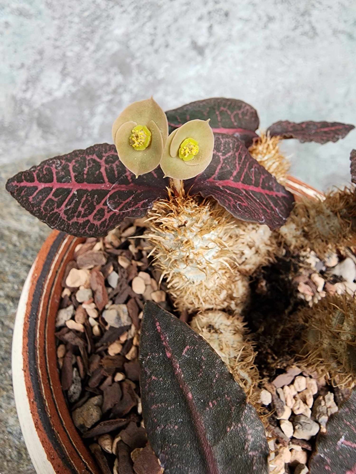 Euphorbia francoisii v. Leandri