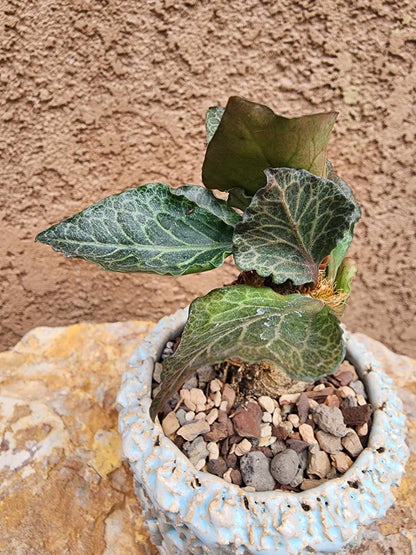Euphorbia francoisii v. Leandri