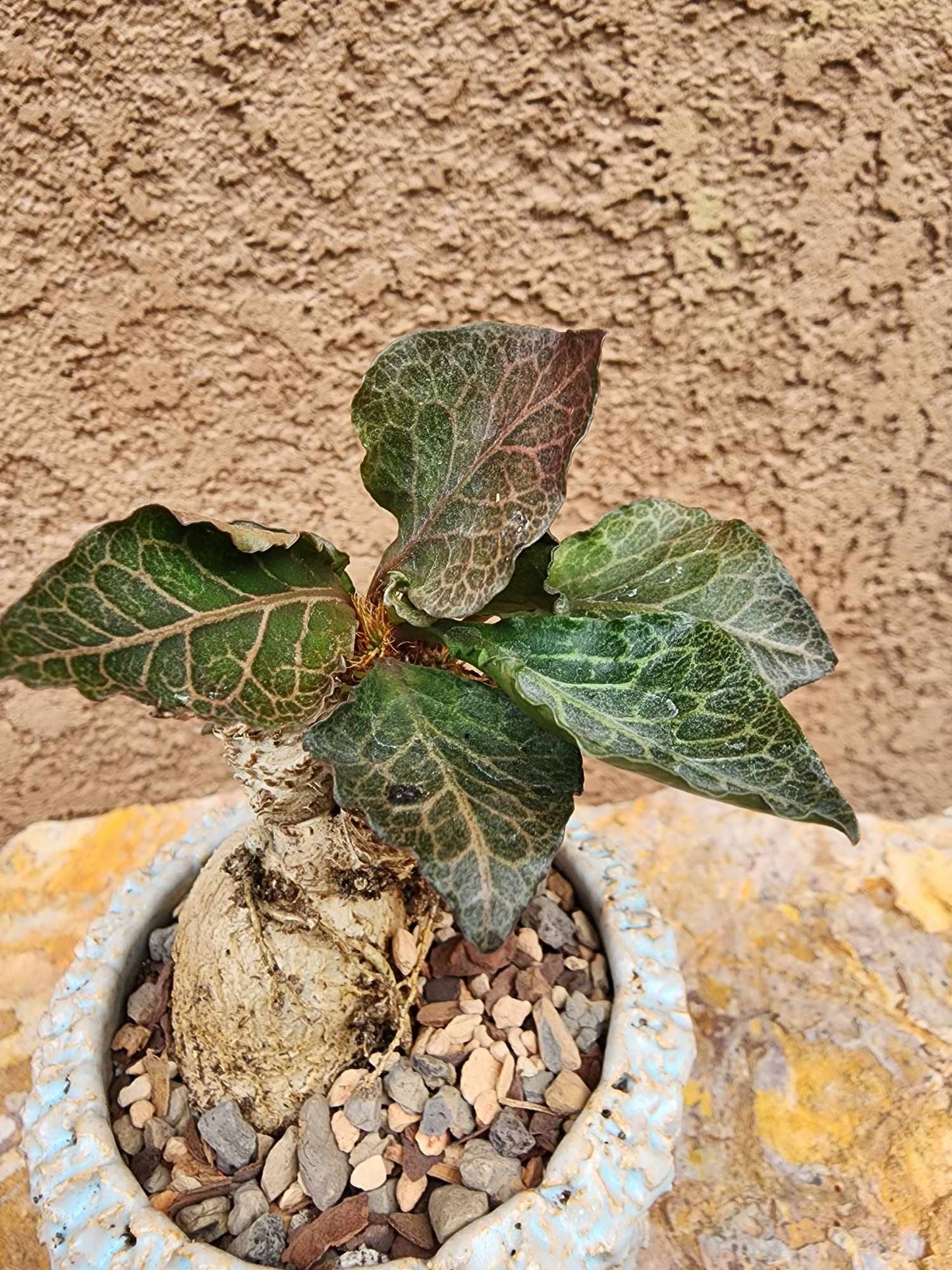 Euphorbia francoisii v. Leandri