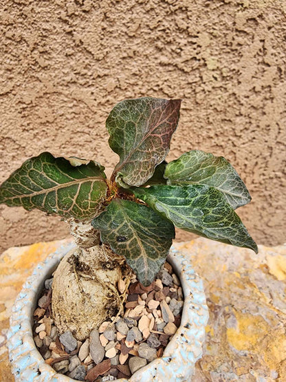 Euphorbia francoisii v. Leandri