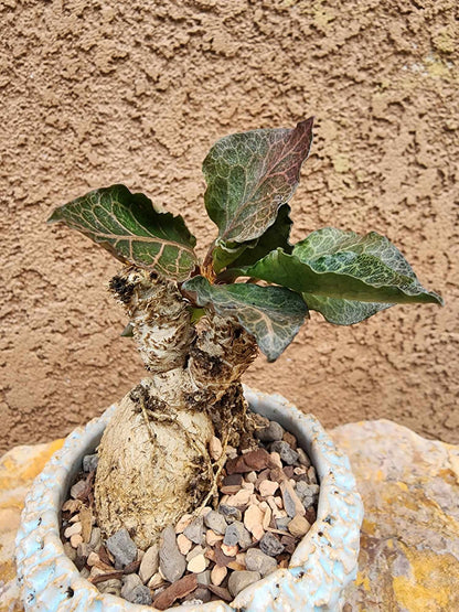 Euphorbia francoisii v. Leandri