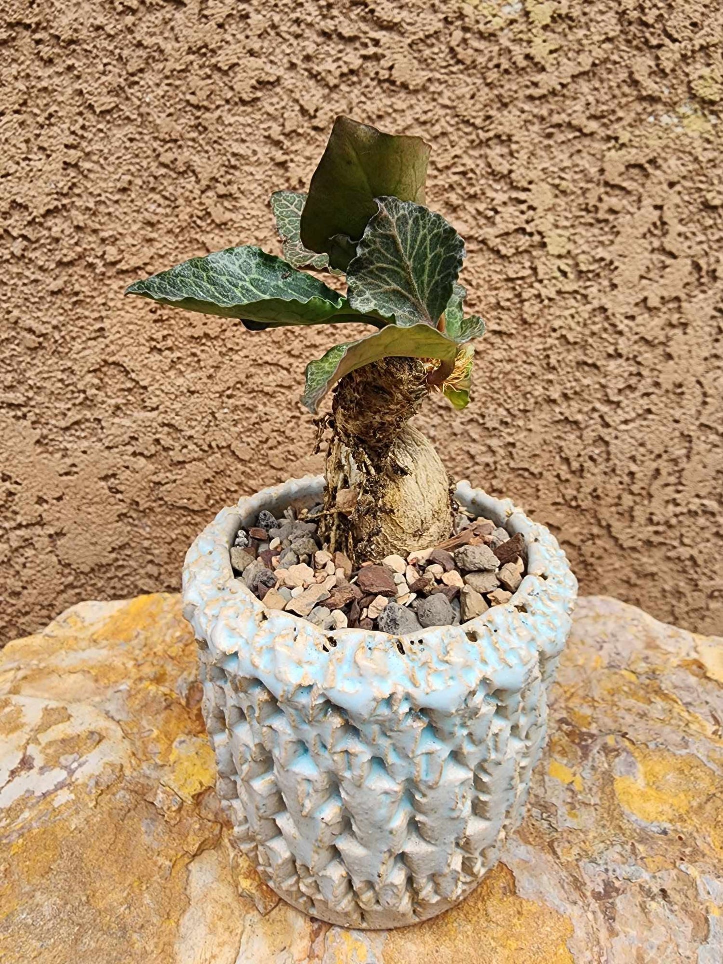 Euphorbia francoisii v. Leandri