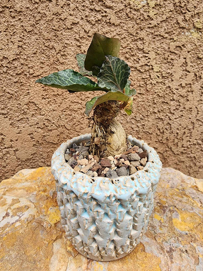 Euphorbia francoisii v. Leandri