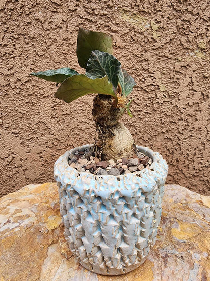 Euphorbia francoisii v. Leandri