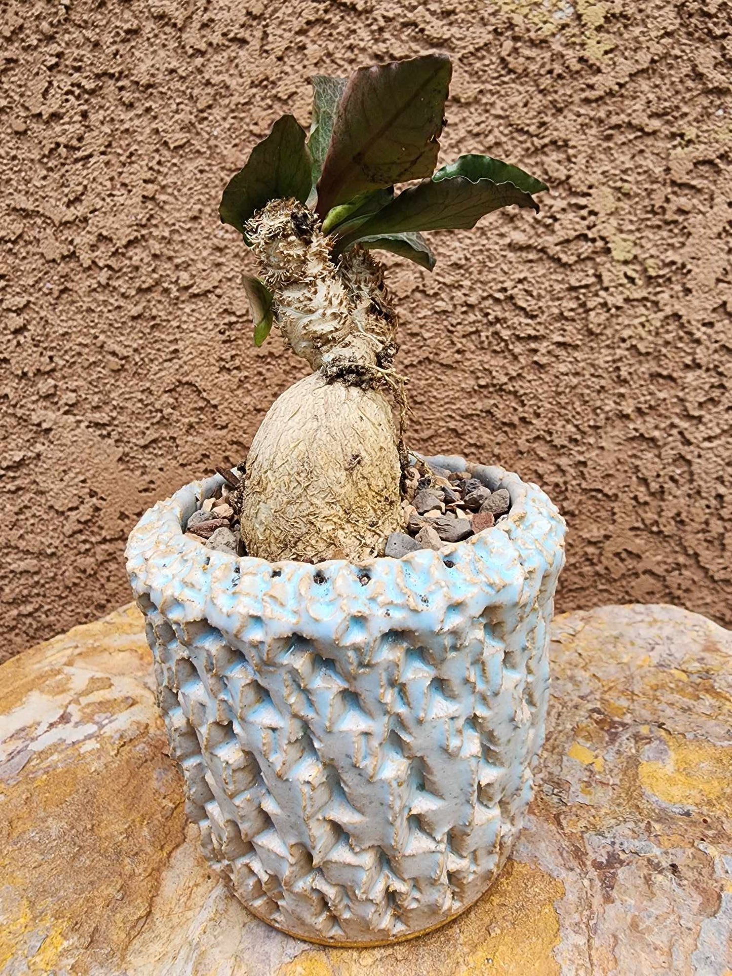Euphorbia francoisii v. Leandri