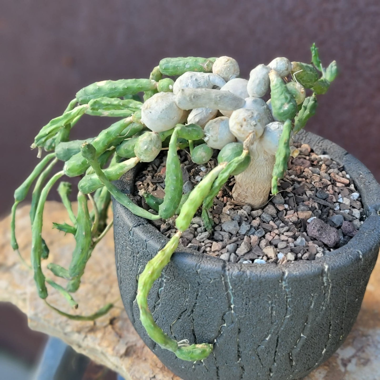 Euphorbia globosa