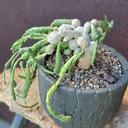Euphorbia globosa