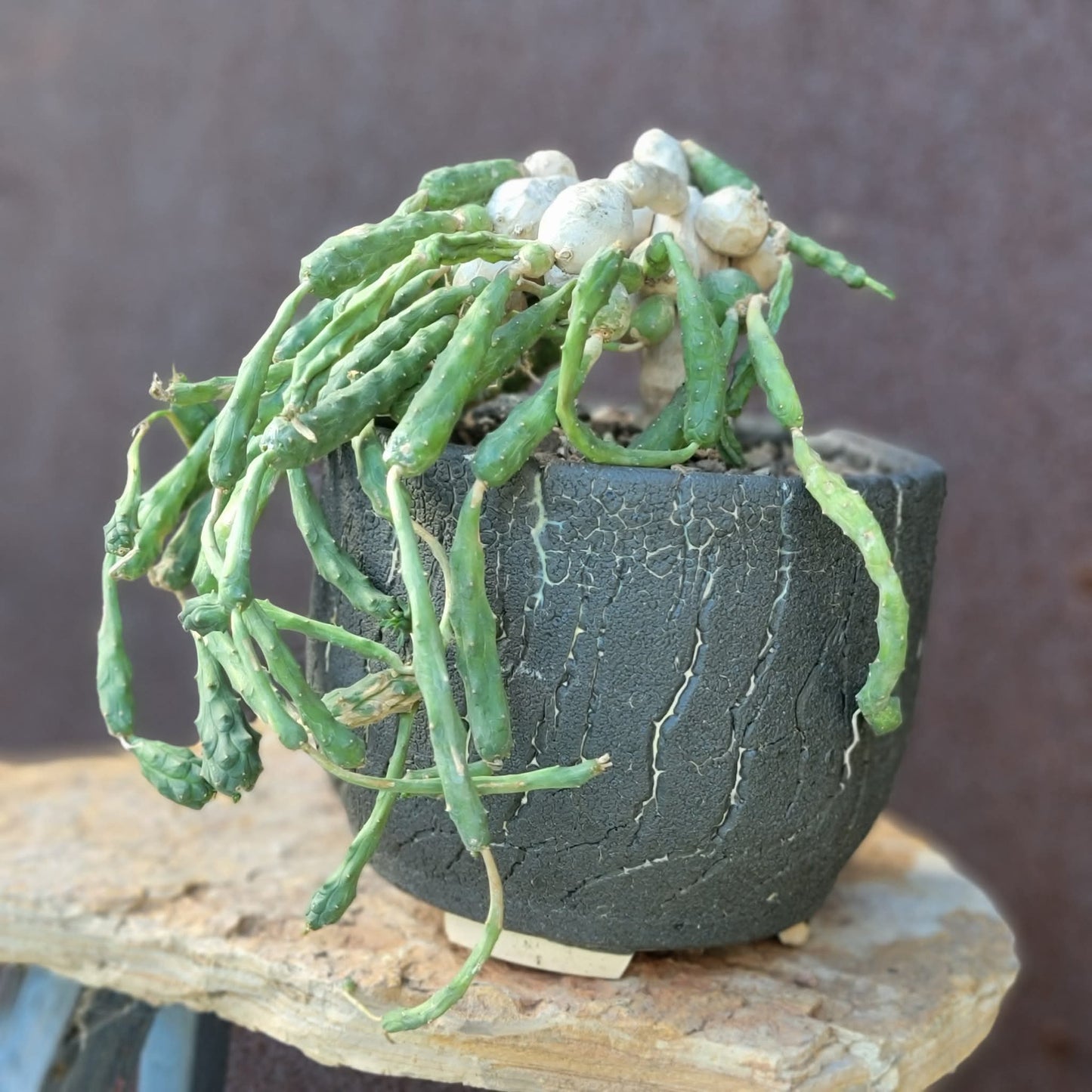 Euphorbia globosa