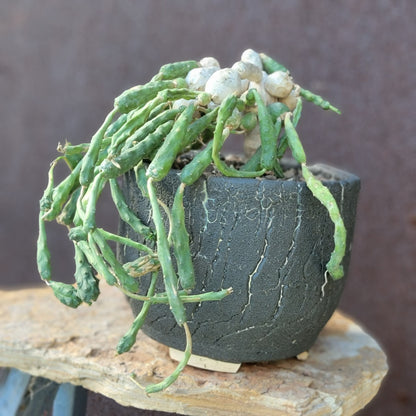 Euphorbia globosa