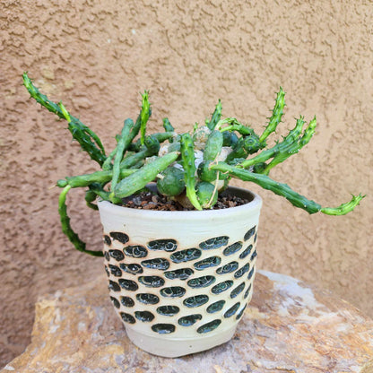 Euphorbia globosa (Last one!)