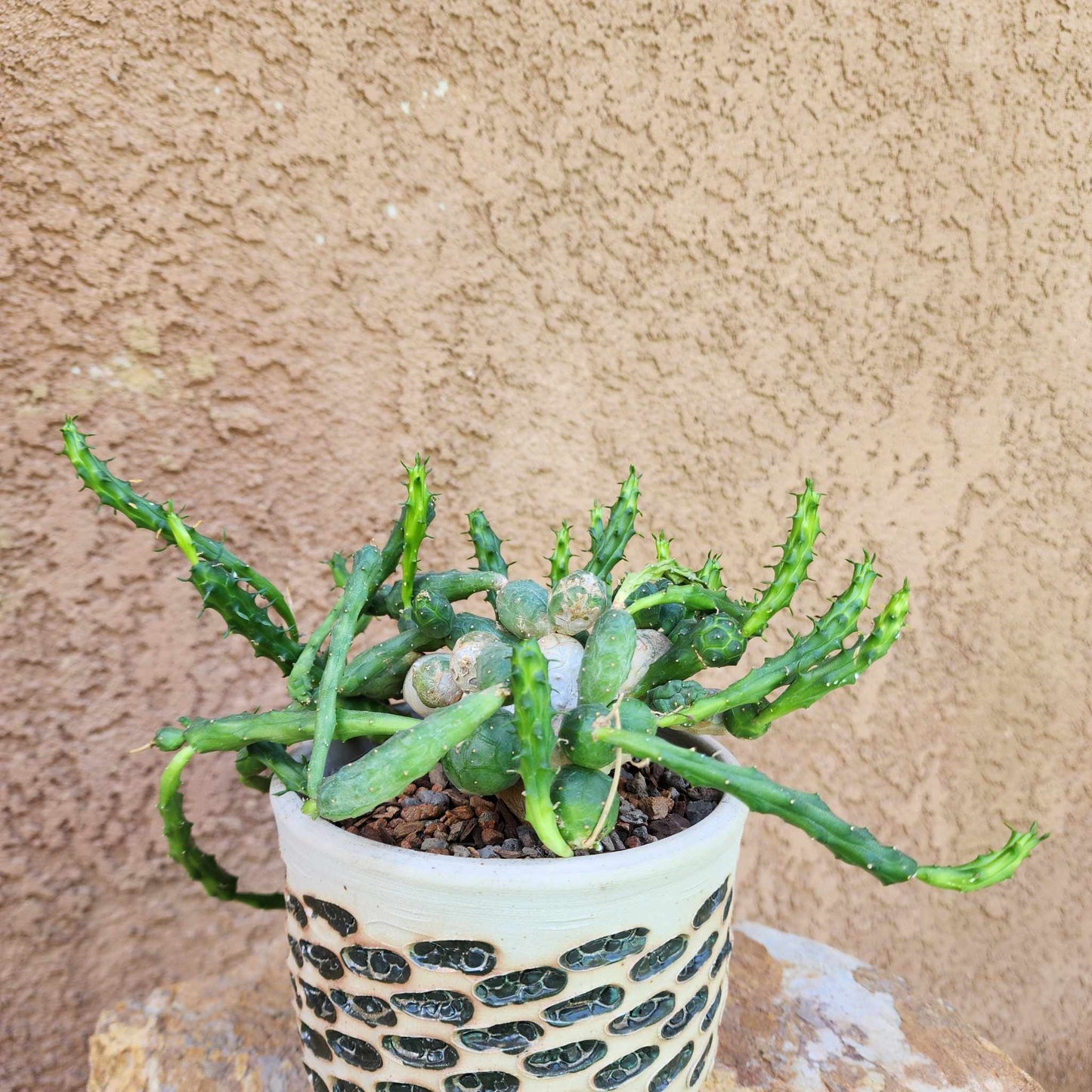 Euphorbia globosa (Last one!)