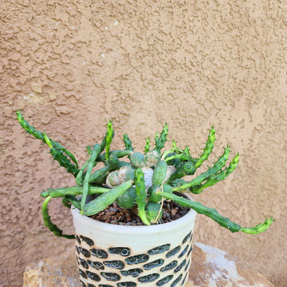 Euphorbia globosa (Last one!)