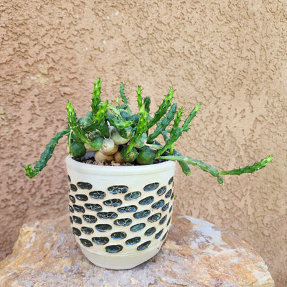 Euphorbia globosa (Last one!)