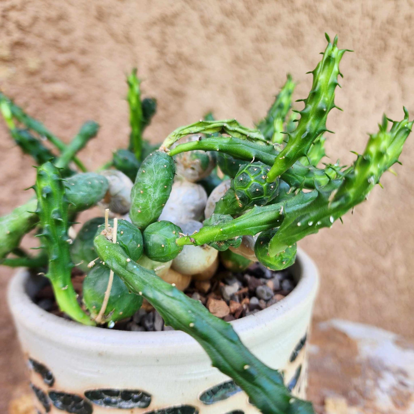 Euphorbia globosa (Last one!)