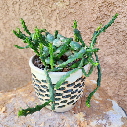 Euphorbia globosa (Last one!)