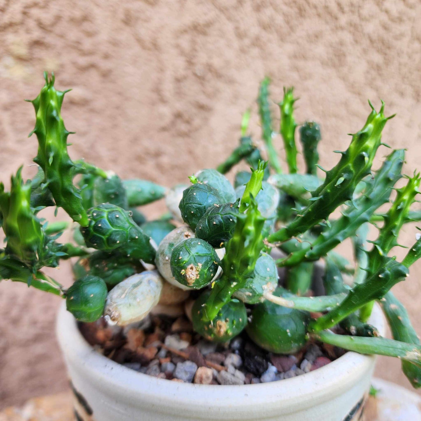 Euphorbia globosa (Last one!) euphorbia collector specimen