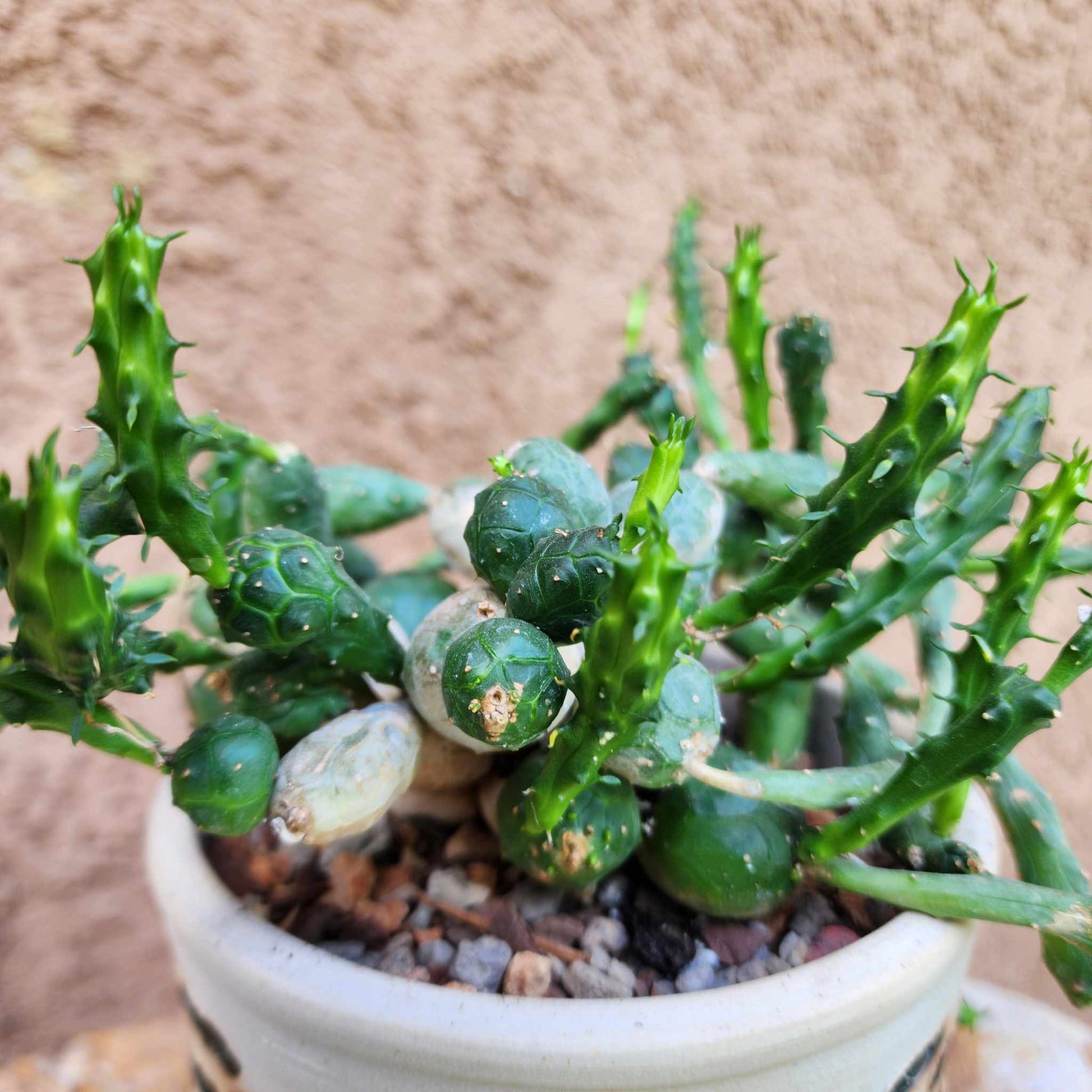 Euphorbia globosa (Last one!) euphorbia collector specimen