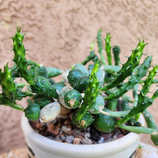 Euphorbia globosa (Last one!) euphorbia collector specimen