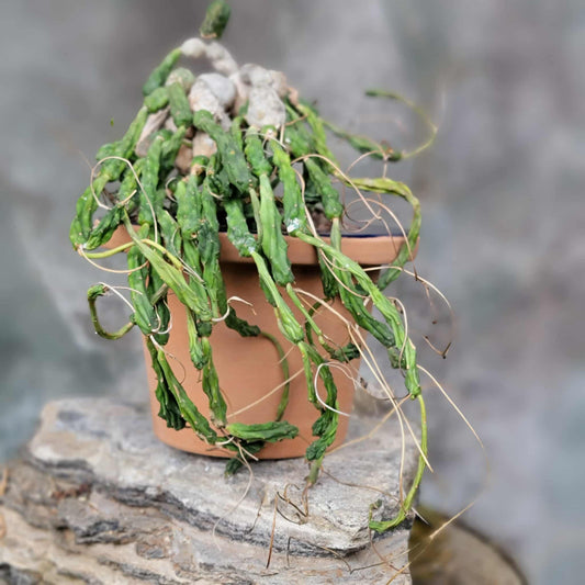 Euphorbia globosa