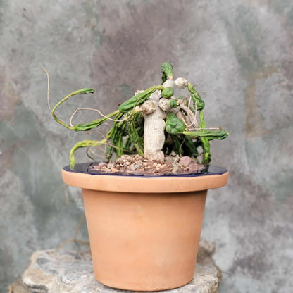 Euphorbia globosa