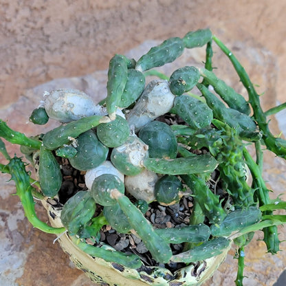 Euphorbia globosa