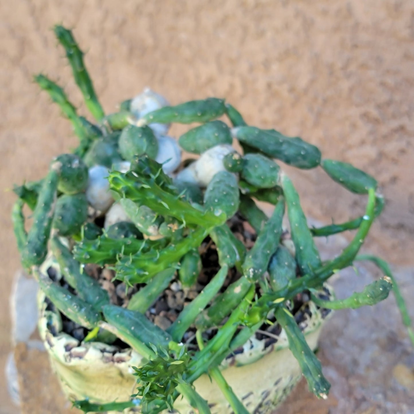 Euphorbia globosa