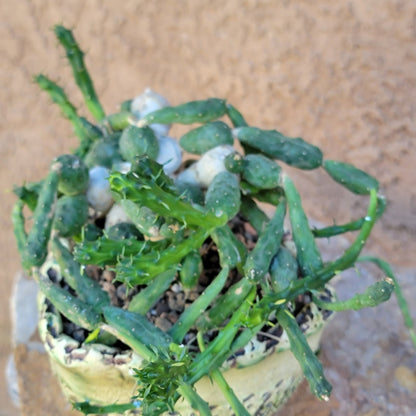 Euphorbia globosa