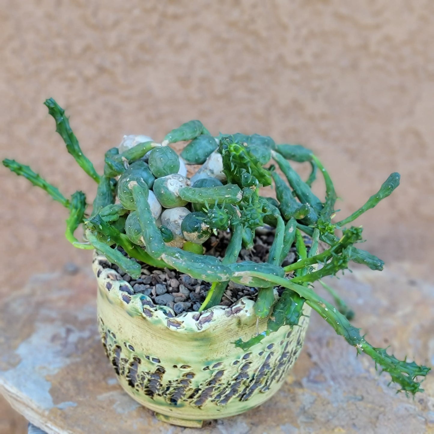Euphorbia globosa