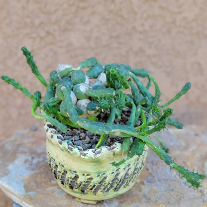 Euphorbia globosa