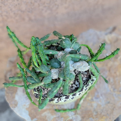 Euphorbia globosa