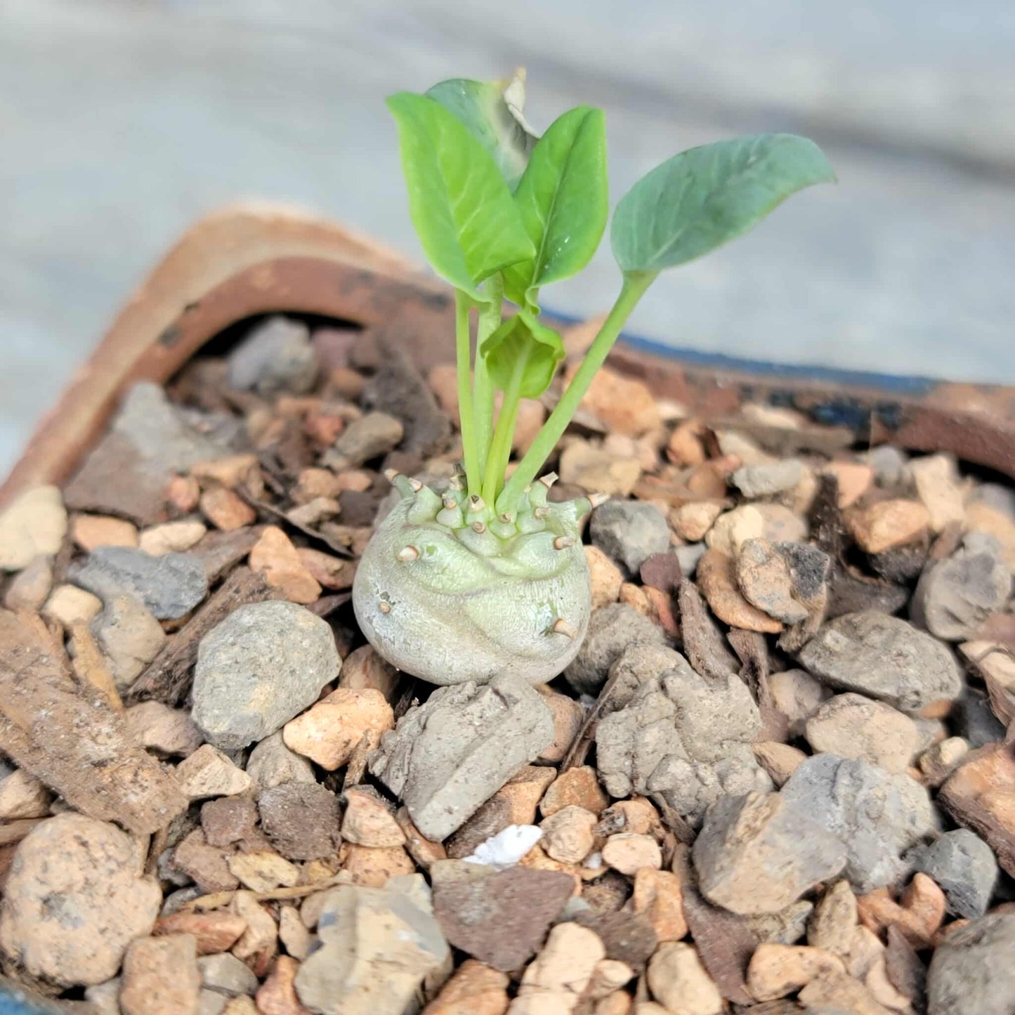 Euphorbia globulicaulis - Very Rare