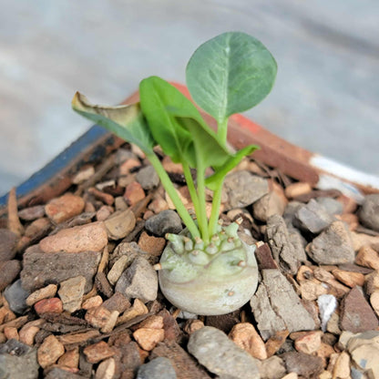 Euphorbia globulicaulis - Very Rare
