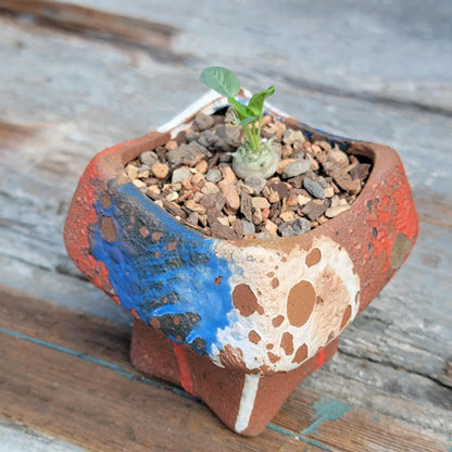 Euphorbia globulicaulis - Very Rare