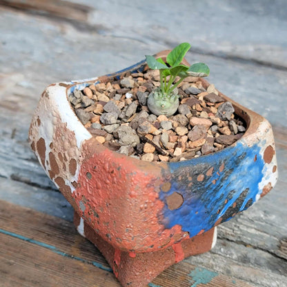 Euphorbia globulicaulis - Very Rare