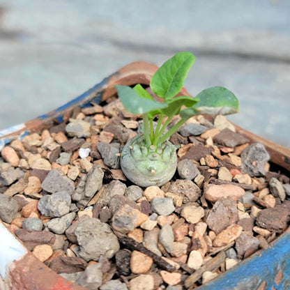 Euphorbia globulicaulis - Very Rare