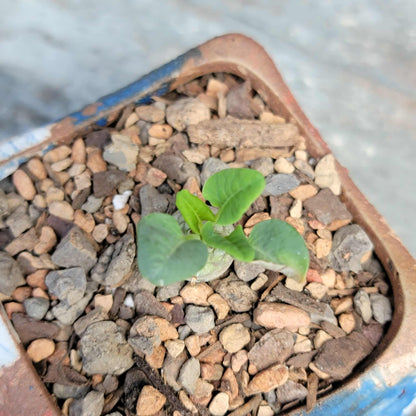 Euphorbia globulicaulis - Very Rare