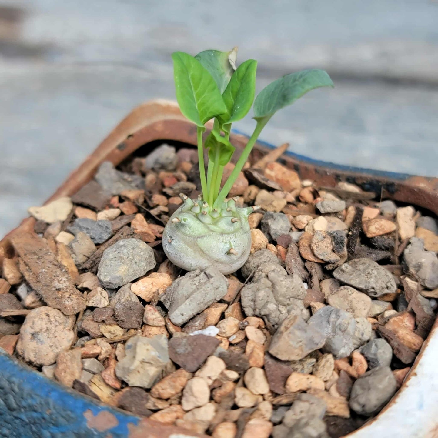 Euphorbia globulicaulis - Very Rare