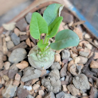 Euphorbia globulicaulis - Very Rare