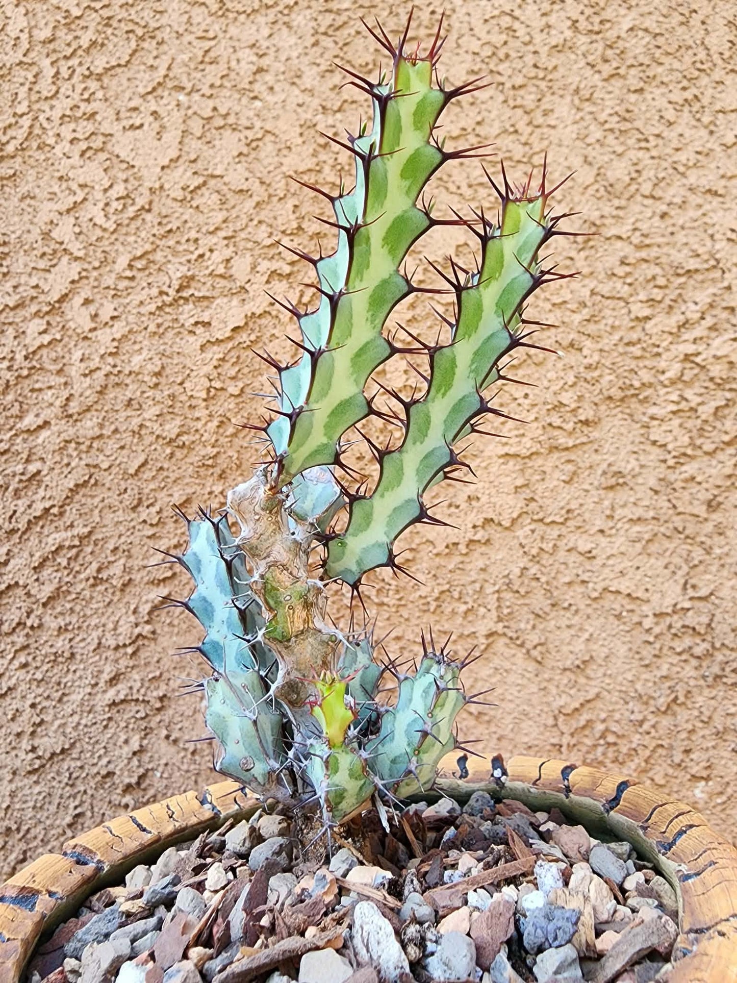 Euphorbia greenwayi