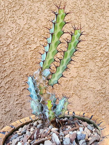 Euphorbia greenwayi