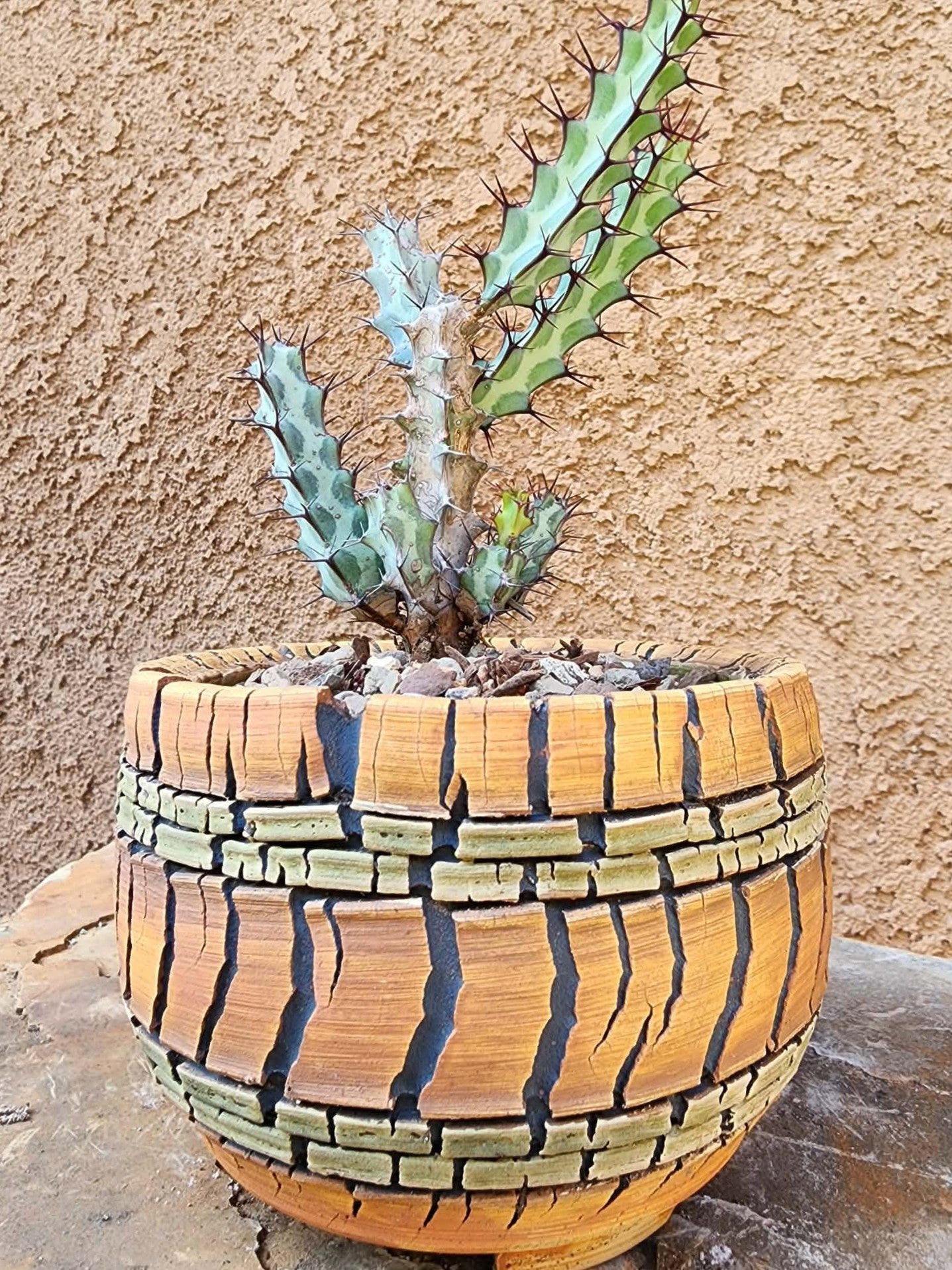 Euphorbia greenwayi
