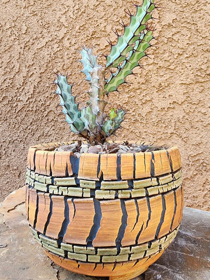 Euphorbia greenwayi