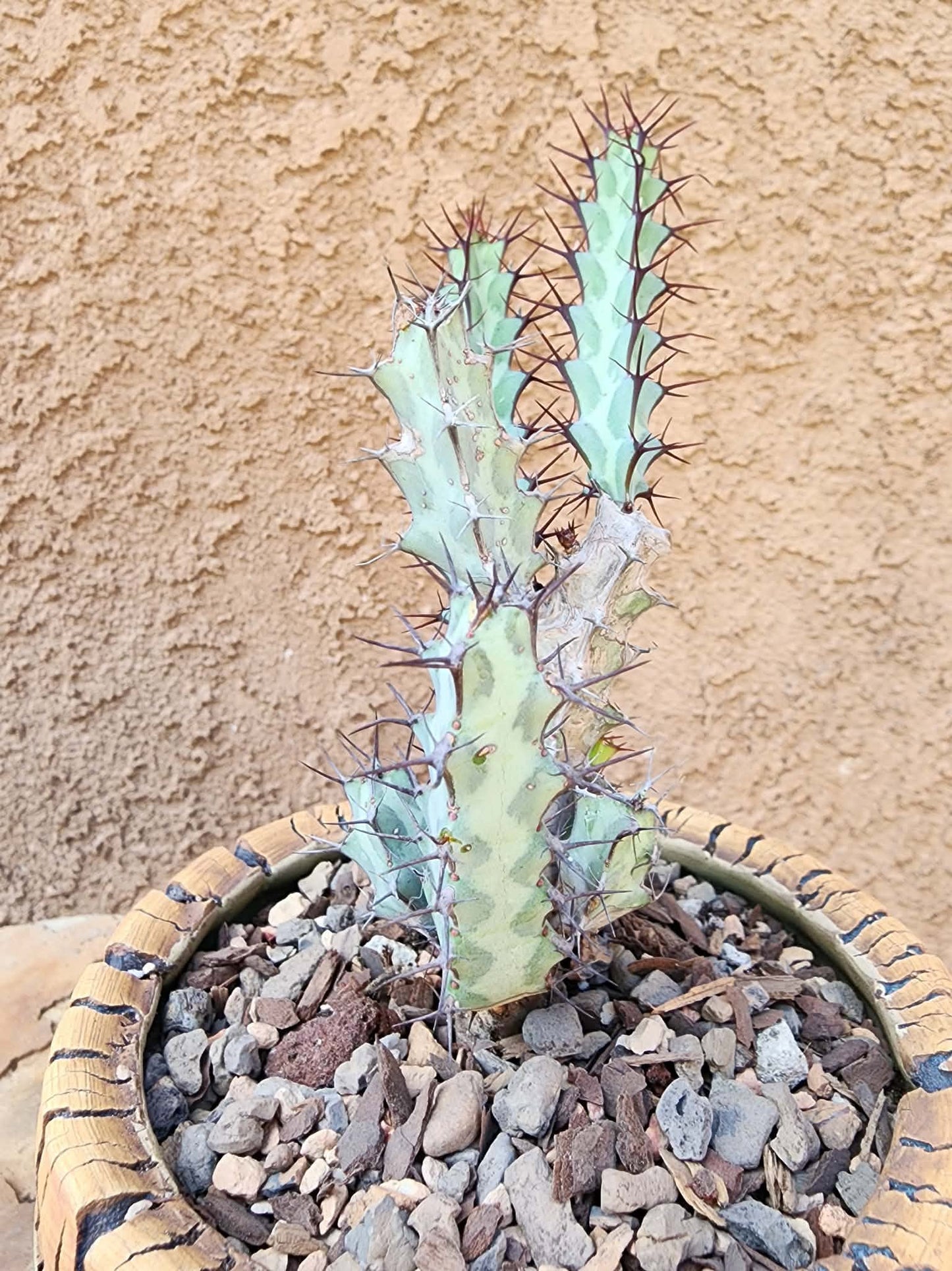 Euphorbia greenwayi