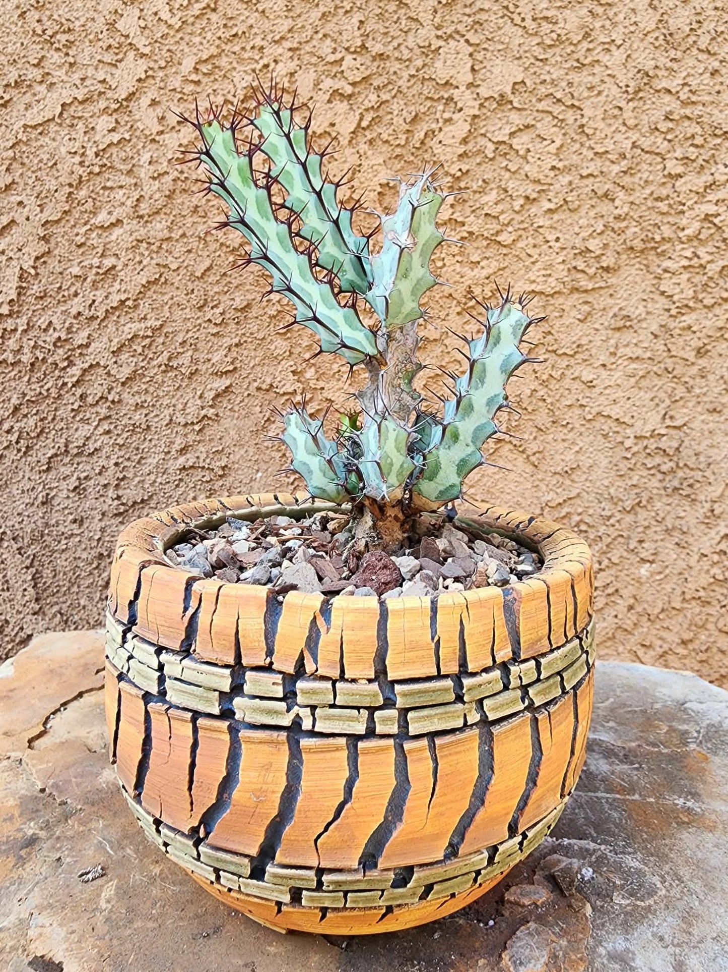 Euphorbia greenwayi